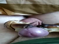 Zoophilia man loving snails on his cock